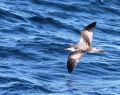 Buller's Shearwater